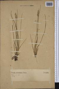 Danthonia decumbens (L.) DC., Western Europe (EUR) (Germany)