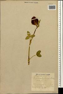 Trifolium trichocephalum M.Bieb., Caucasus, Azerbaijan (K6) (Azerbaijan)