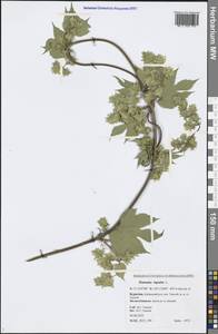 Humulus lupulus L., Siberia, Baikal & Transbaikal region (S4) (Russia)
