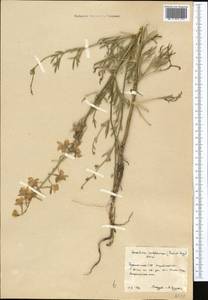 Delphinium camptocarpum Fisch. & C.A.Mey., Middle Asia, Karakum (M6) (Turkmenistan)