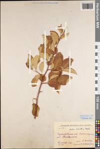Malus domestica Borkh., Eastern Europe, Lower Volga region (E9) (Russia)
