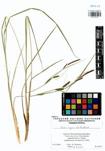 Carex nigra (L.) Reichard, Siberia, Baikal & Transbaikal region (S4) (Russia)