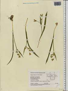 Gagea lutea (L.) Ker Gawl., Eastern Europe, Central region (E4) (Russia)