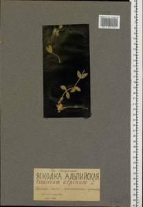 Cerastium alpinum L., Eastern Europe, Northern region (E1) (Russia)