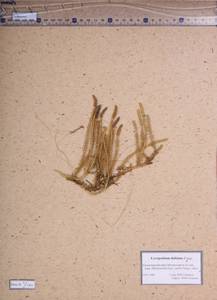 Spinulum annotinum subsp. alpestre (Hartm.) Uotila, Siberia, Altai & Sayany Mountains (S2) (Russia)