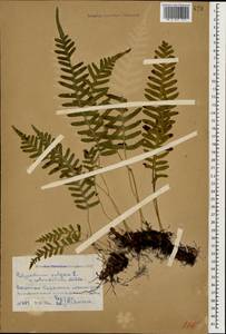 Polypodium vulgare L., Caucasus, Dagestan (K2) (Russia)