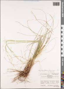Stipa borysthenica Klokov ex Prokudin, Eastern Europe, Lower Volga region (E9) (Russia)