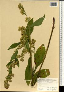 Solidago dahurica (Kitag.) Kitag. ex Juz., Mongolia (MONG) (Mongolia)