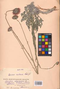 Jurinea cretacea Bunge, Eastern Europe, Lower Volga region (E9) (Russia)