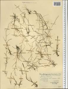 Puccinellia phryganodes (Trin.) Scribn. & Merr., Siberia, Yakutia (S5) (Russia)