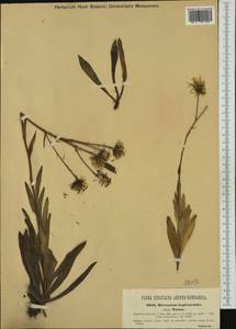 Hieracium bupleuroides subsp. glaberrimum (Spreng.) Fr., Western Europe (EUR) (Hungary)