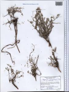 Polygonum paronychioides C. A. Mey., Middle Asia, Pamir & Pamiro-Alai (M2) (Tajikistan)