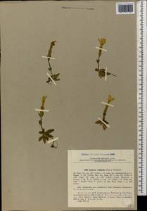 Gentiana verna subsp. oschtenica (Kusn.) Halda, Caucasus, Abkhazia (K4a) (Abkhazia)