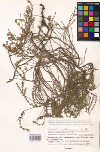 MHA 0 157 279, Thymus pallasianus Heinr.Braun, Eastern Europe, Lower Volga region (E9) (Russia)