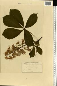 Aesculus hippocastanum L., Eastern Europe, Moscow region (E4a) (Russia)
