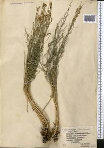 Cylindrocarpa sewerzowii (Regel) Regel, Middle Asia, Western Tian Shan & Karatau (M3) (Kazakhstan)