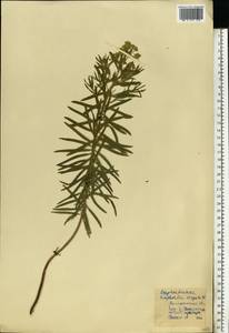Euphorbia tommasiniana Bertol., Eastern Europe, South Ukrainian region (E12) (Ukraine)