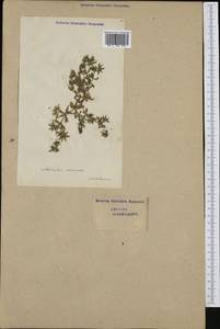 Asperula arvensis L., Western Europe (EUR) (Switzerland)