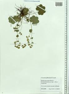 Alchemilla gibberulosa H. Lindb., Eastern Europe, Volga-Kama region (E7) (Russia)