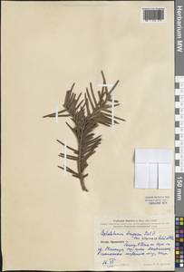 Cephalotaxus harringtonii (Knight ex J.Forbes) K.Koch, South Asia, South Asia (Asia outside ex-Soviet states and Mongolia) (ASIA) (China)