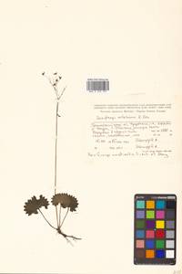 Micranthes nelsoniana subsp. nelsoniana, Siberia, Russian Far East (S6) (Russia)