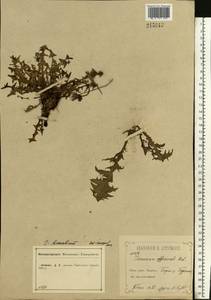 Taraxacum bessarabicum (Hornem.) Hand.-Mazz., Eastern Europe, Central forest-and-steppe region (E6) (Russia)