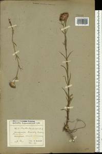 Dianthus pseudarmeria M. Bieb., Eastern Europe, North Ukrainian region (E11) (Ukraine)
