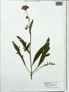 Jurinea cyanoides (L.) Rchb., Eastern Europe, Central forest region (E5) (Russia)