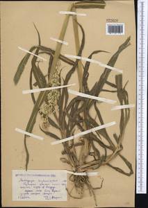Sorghum bicolor (L.) Moench, Middle Asia, Caspian Ustyurt & Northern Aralia (M8) (Kazakhstan)