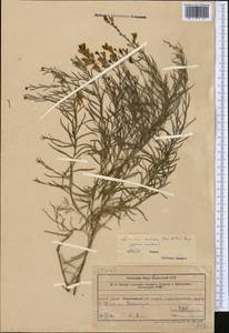 Linaria ramosa (Kar. & Kir.) Kuprian., Middle Asia, Western Tian Shan & Karatau (M3) (Kazakhstan)