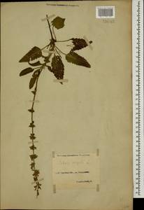Salvia virgata Jacq., Caucasus, Stavropol Krai, Karachay-Cherkessia & Kabardino-Balkaria (K1b) (Russia)