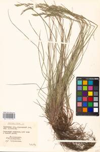 Festuca rubra L., Eastern Europe, Belarus (E3a) (Belarus)