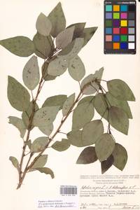 Populus tremuloides Michx., Eastern Europe, Moscow region (E4a) (Russia)