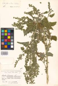 Atriplex sagittata Borkh., Eastern Europe, Moscow region (E4a) (Russia)