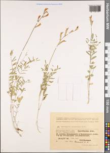 Astragalus pallescens Bieb., Eastern Europe, Lower Volga region (E9) (Russia)