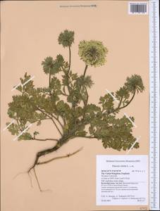 Daucus carota L., Western Europe (EUR) (United Kingdom)