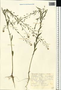 Camelina microcarpa subsp. pilosa (DC.) Jáv., Eastern Europe, Rostov Oblast (E12a) (Russia)
