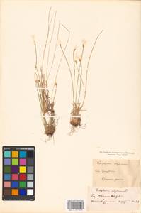 Trichophorum alpinum (L.) Pers., Eastern Europe, Northern region (E1) (Russia)