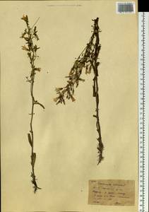 Campanula sibirica L., Siberia, Western Siberia (S1) (Russia)