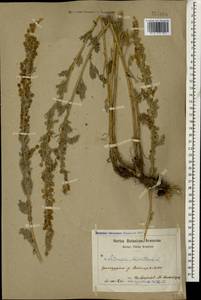 Artemisia absinthium L., Caucasus, Armenia (K5) (Armenia)