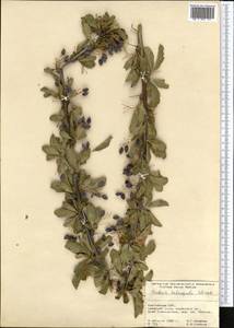 Berberis heteropoda Schrenk, Middle Asia, Pamir & Pamiro-Alai (M2) (Kyrgyzstan)