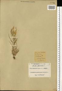 Bromus squarrosus L., Eastern Europe, Eastern region (E10) (Russia)