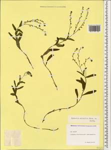 Myosotis sylvatica Ehrh. ex Hoffm., Caucasus, North Ossetia, Ingushetia & Chechnya (K1c) (Russia)