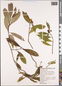 Gynochthodes parvifolia (Bartl. ex DC.) Razafim. & B.Bremer, South Asia, South Asia (Asia outside ex-Soviet states and Mongolia) (ASIA) (China)