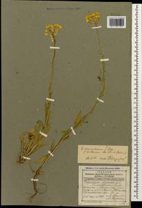 Erysimum armeniacum (Sims) J. Gay, Caucasus, Dagestan (K2) (Russia)