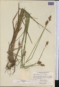 Carex brevior (Dewey) Mack. ex Lunell, America (AMER) (Canada)