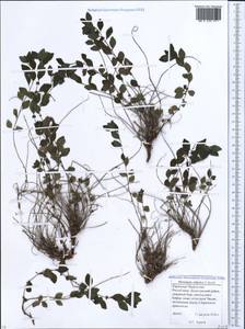 Parietaria judaica L., Caucasus, Stavropol Krai, Karachay-Cherkessia & Kabardino-Balkaria (K1b) (Russia)