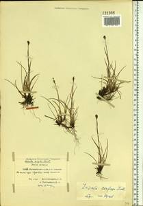 Luzula confusa Lindeb., Siberia, Central Siberia (S3) (Russia)