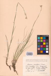 Eremogone saxatilis (L.) Ikonn., Eastern Europe, Central forest-and-steppe region (E6) (Russia)