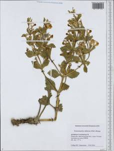 Phlomoides uralensis Salmaki, Middle Asia, Caspian Ustyurt & Northern Aralia (M8) (Kazakhstan)